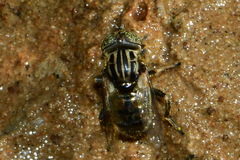 Eristalinus sepulchralis