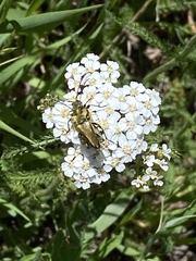 Lepturobosca chrysocoma