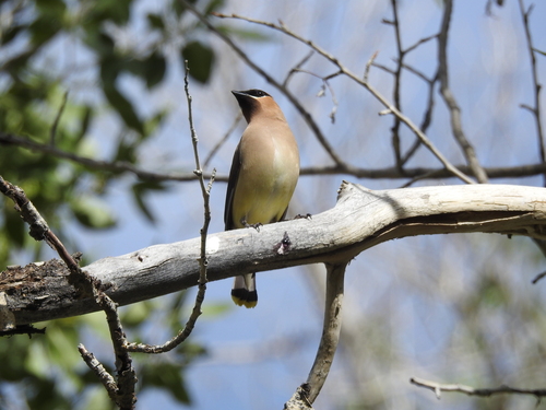 Cedar Waxwing photographed in Nevada