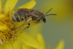 Halictus tumulorum
