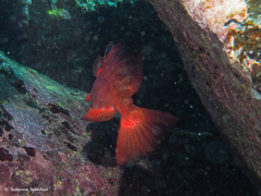 Heteropriacanthus fulgens
