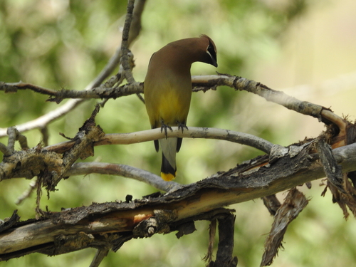Cedar Waxwing photographed in Nevada