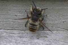 Megachile maritima
