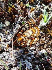 Euphydryas iduna