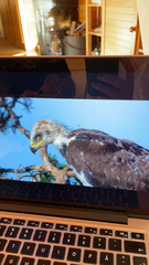 Haliaeetus