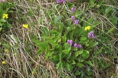 Primula frigida