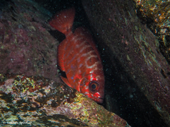 Heteropriacanthus fulgens