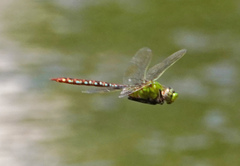 Anax concolor