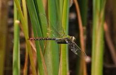 Anax concolor