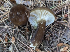 Lactifluus gerardii
