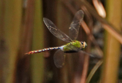 Anax concolor