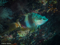 Serranus papilionaceus