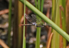 Anax concolor