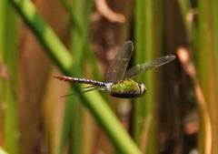 Anax concolor