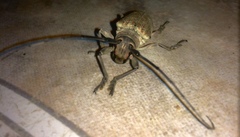 Lochmaeocles marmoratus