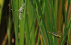 Anax concolor