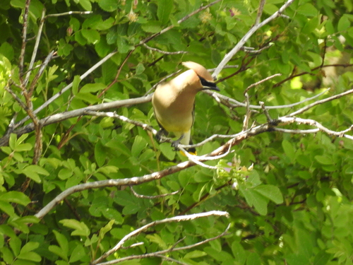 Cedar Waxwing photographed in Nevada