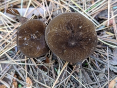 Lactifluus gerardii