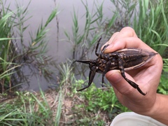 Kirkaldyia deyrolli