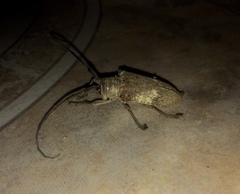 Lochmaeocles marmoratus