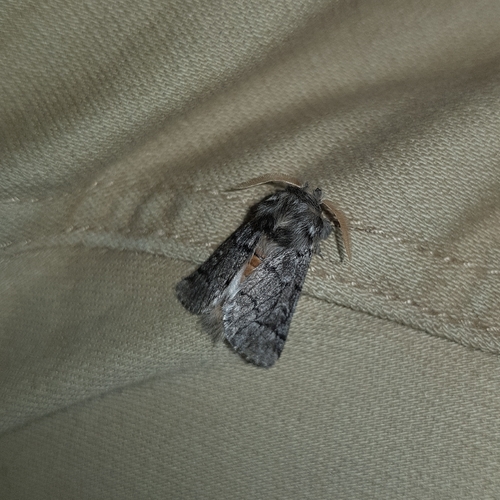 Pine Processionary-moth, Magny-Cours, photo 9 of 10