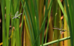 Anax concolor
