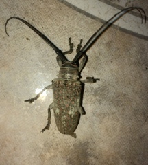 Lochmaeocles marmoratus