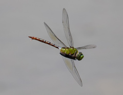 Anax concolor