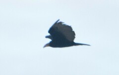 Cathartes burrovianus