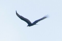 Cathartes burrovianus