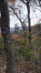 Nothofagus macrocarpa