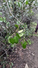 Nothofagus macrocarpa