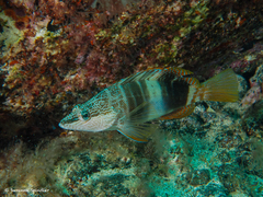 Serranus papilionaceus