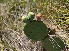 Opuntia tunoidea