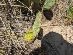Opuntia tunoidea