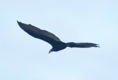 Cathartes burrovianus
