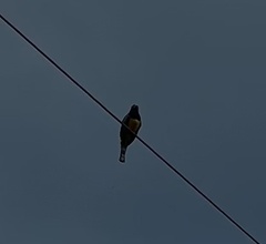 Trogon melanocephalus
