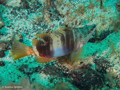 Serranus papilionaceus