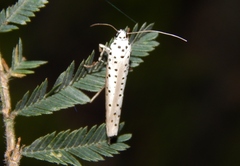 Yponomeuta fumigatus