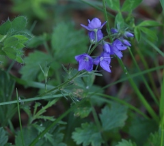Veronica austriaca
