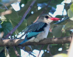 Halcyon senegaloides