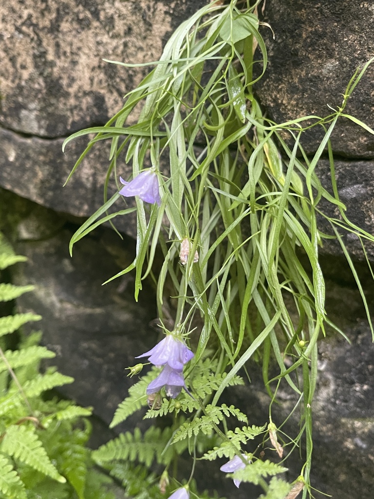 intermediate bellflower from High Cliff State Park, Sherwood, WI, US on