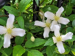 Clematis montana