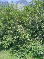Viburnum grandiflorum
