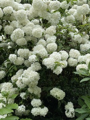 Viburnum plicatum