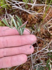 Kalmia polifolia