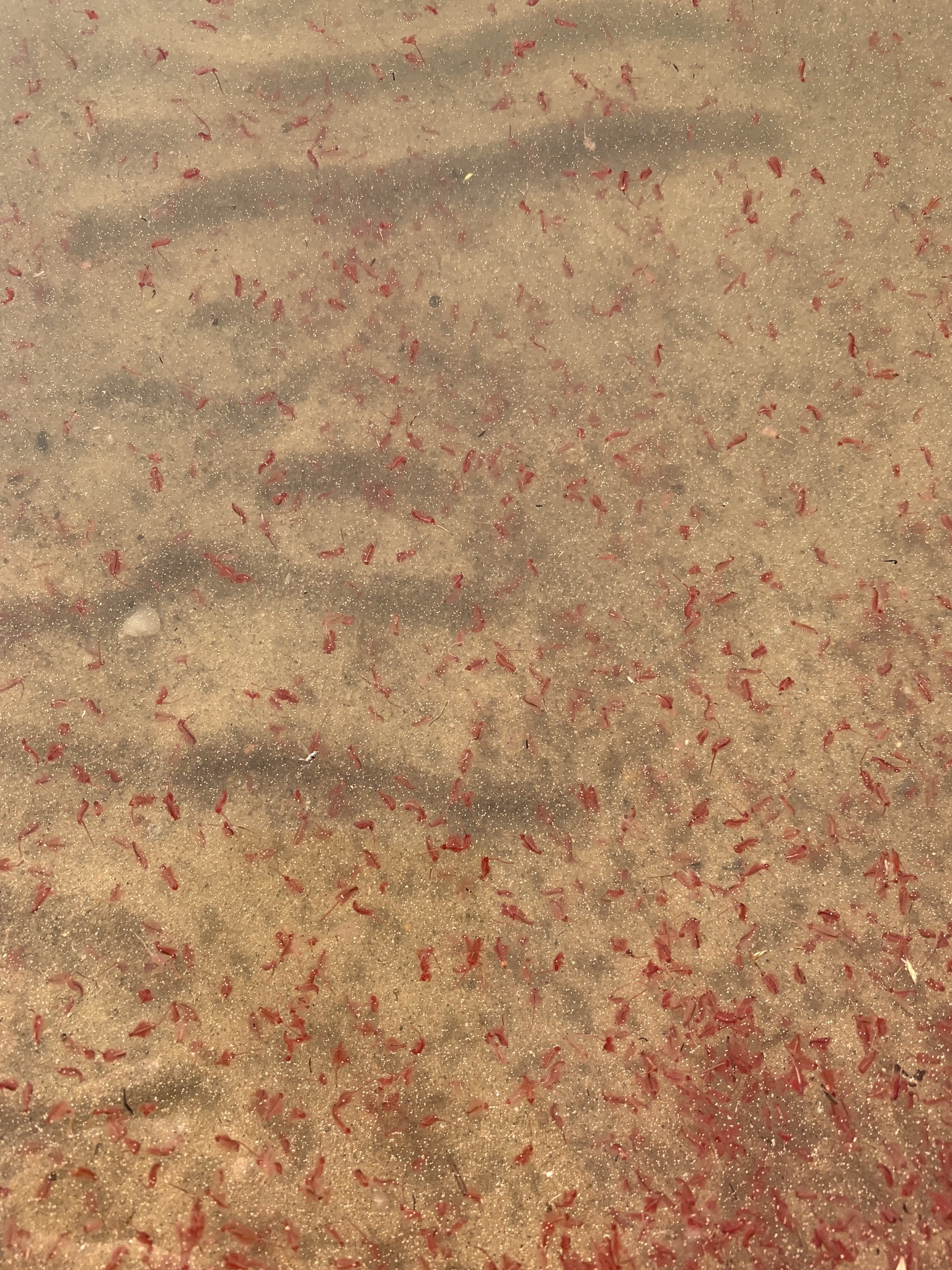 Artemia salina (Linnaeus, 1758)