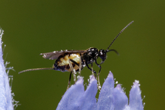 Braconidae