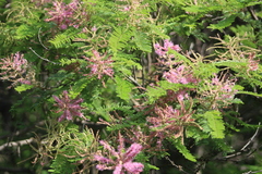 Mimosa dysocarpa