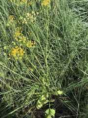Pastinaca clausii